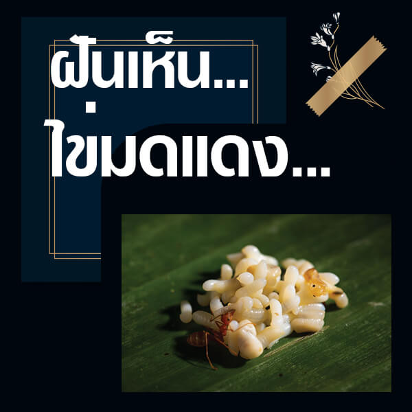 เว็บหวย ทำนายฝันเห็นไข่มดแดง