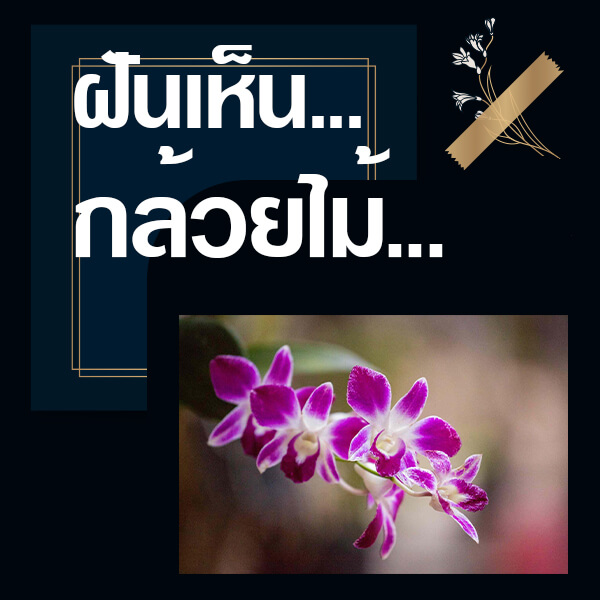 เว็บหวย ทำนายฝันเห็นกล้วยไม้