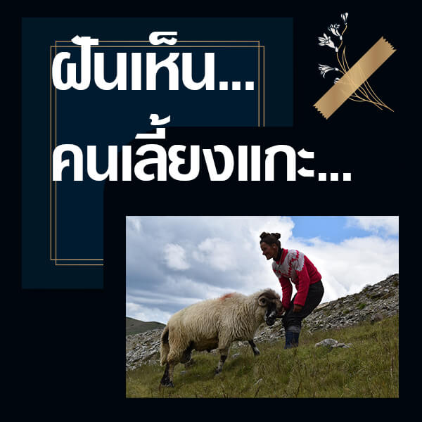 แทงหวย ฝันเห็นคนเลี้ยงแกะ
