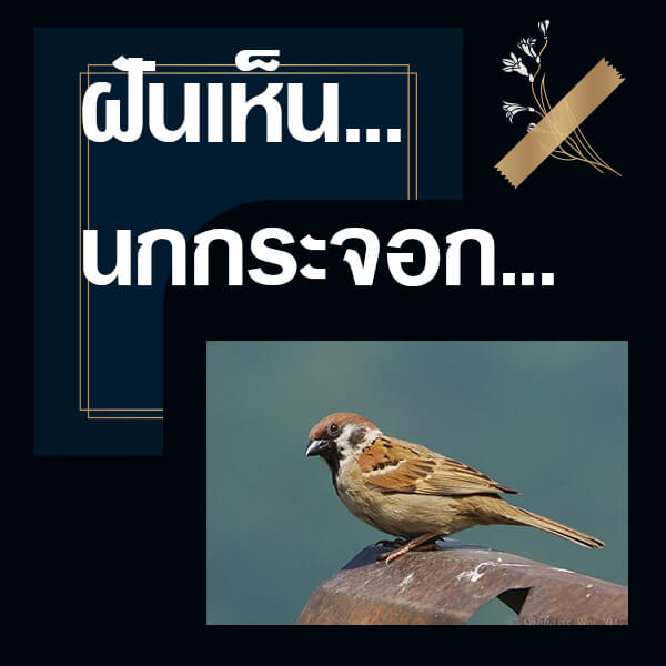 เว็บหวย ทำนายฝันเห็นนกกระจอก
