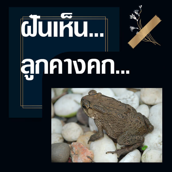 หวย 24 ทำนายฝันเห็นลูกคางคก
