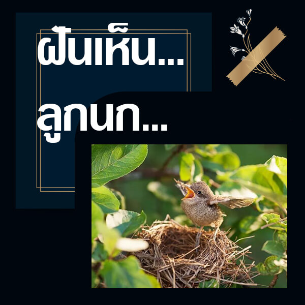 เว็บหวย ทำนายฝันเห็นลูกนก