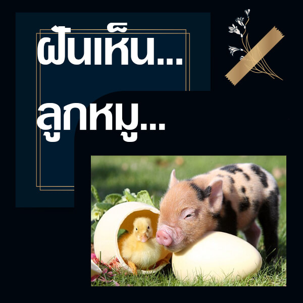 หวย 24 ทำนายฝันเห็นลูกหมู