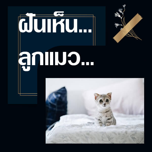 เว็บหวย ทำนายฝันเห็นลูกแมว