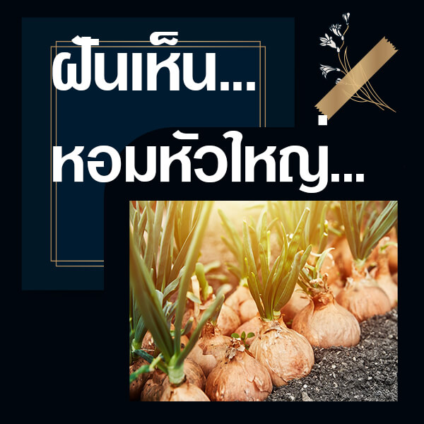 เว็บหวย ทำนายฝันเห็นหอมหัวใหญ่
